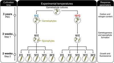 Cold Thermal Priming of Laminaria digitata (Laminariales, Phaeophyceae) Gametophytes Enhances Gametogenesis and Thermal Performance of Sporophytes